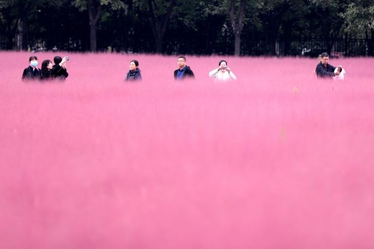 邂逅這片“粉霧?！?>
     <p>邂逅這片“粉霧?！?/p>
</a><a href=