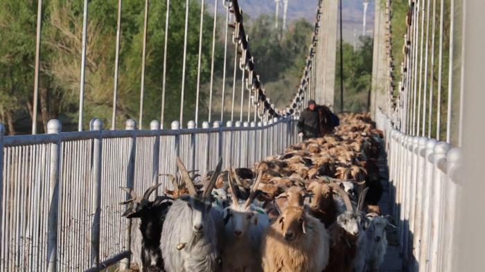 數(shù)十萬頭牲畜開啟夏牧場之旅