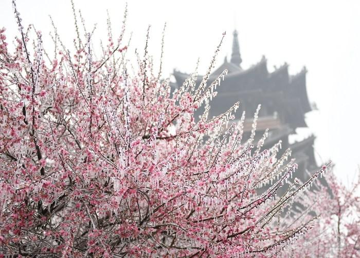 杭州現(xiàn)“雨凇” 花木穿“冰衣”