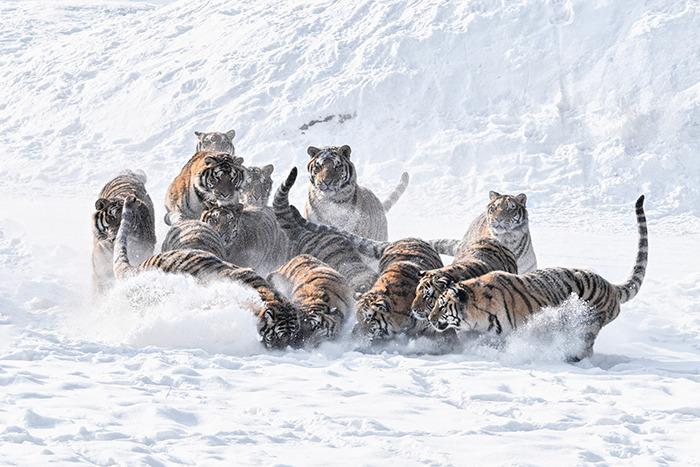 圍觀國(guó)家一級(jí)重點(diǎn)保護(hù)動(dòng)物“團(tuán)戰(zhàn)”