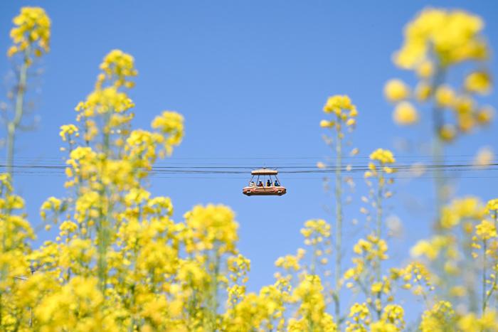 賞春花、品春菜 重慶民眾邂逅春日浪漫