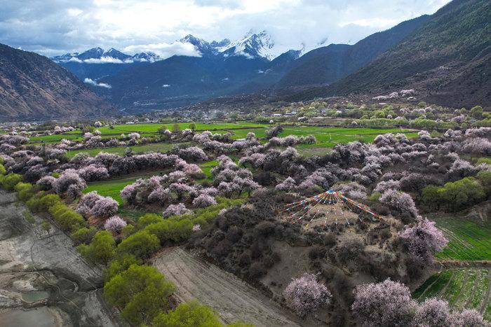 西藏林芝：雪山桃花美不勝收