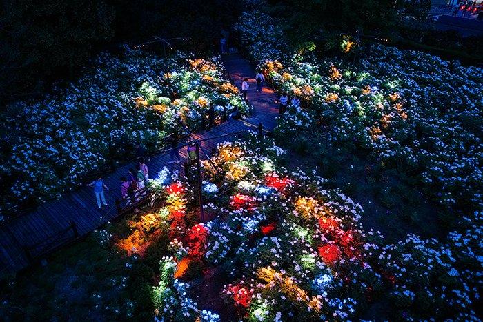 洛陽(yáng)開啟夜賞牡丹模式