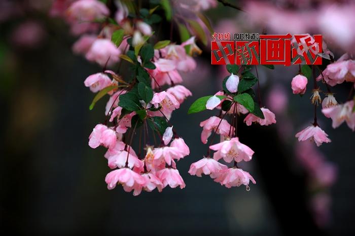 谷雨時節(jié) 細(xì)雨綿綿中遇見暮春之美