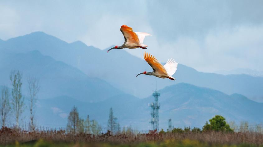 秦嶺腹地朱鹮低飛 美如畫卷