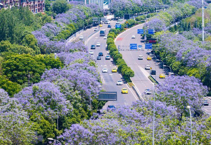重慶藍(lán)花楹盛開 城市道路變身“紫色花?！?>
     <p>重慶藍(lán)花楹盛開 城市道路變身“紫色花海”</p>
</a><a href=