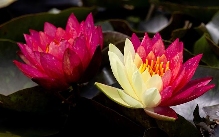 好運“蓮蓮”！安徽淮北雙色睡蓮驚艷綻放