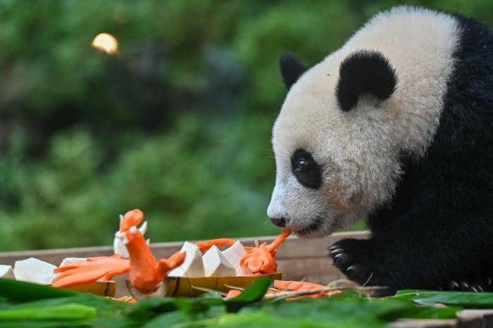 廣州大熊貓“萌萌”母女樂(lè)享特制“端午大餐”