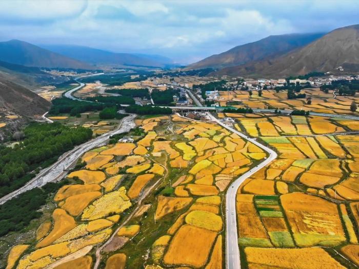 立秋時節(jié)高原青?！柏S景”初現(xiàn)