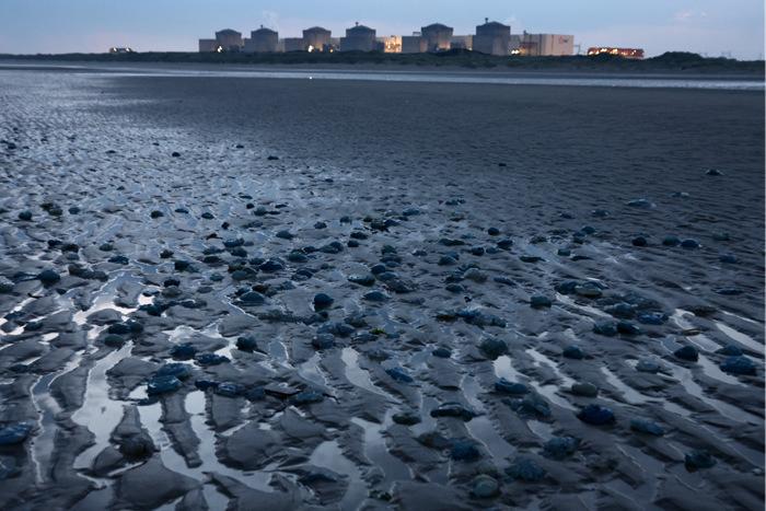 法國最大核電站因大量水母入侵導(dǎo)致停運
