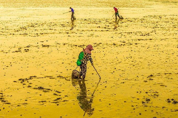 漁民退潮采拾海產(chǎn)品如行畫(huà)中