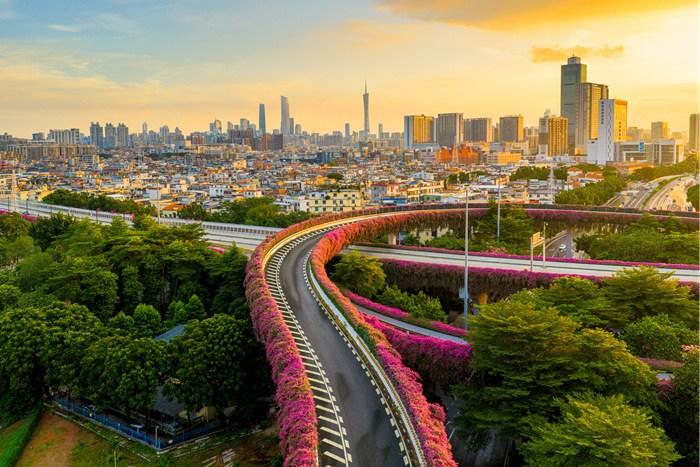 廣州立交橋三角梅綻放 打造絕美“空中花廊”