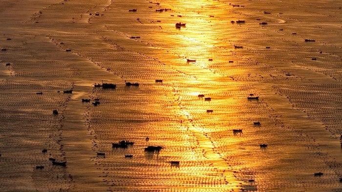 山東榮成：漁民迎朝陽(yáng)開(kāi)展海帶養(yǎng)殖作業(yè)