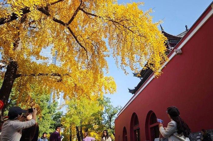 初冬時(shí)節(jié) 銀杏“扮靚”南京鼓樓