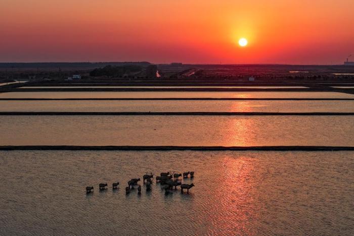 麋鹿成群“繪就”黃海之濱生態(tài)長卷