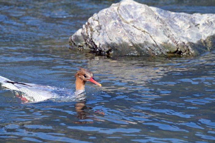 “鳥(niǎo)中大熊貓”中華秋沙鴨返閩北越冬