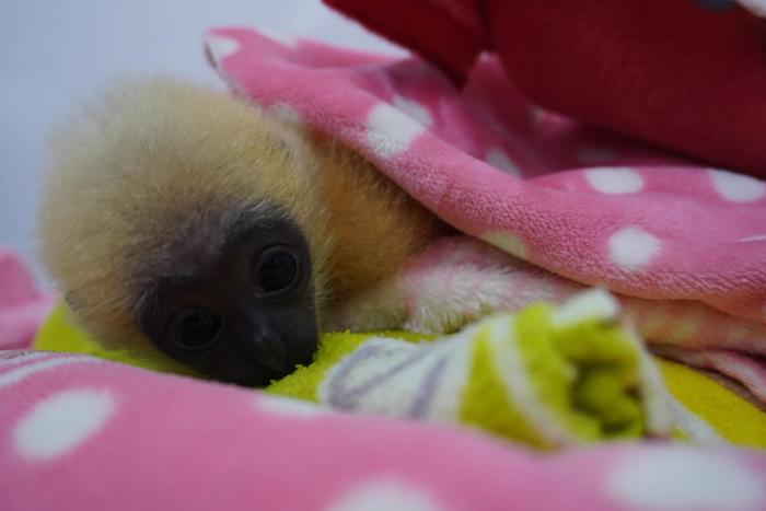 南寧動物園開啟“定制化”取暖服務(wù)