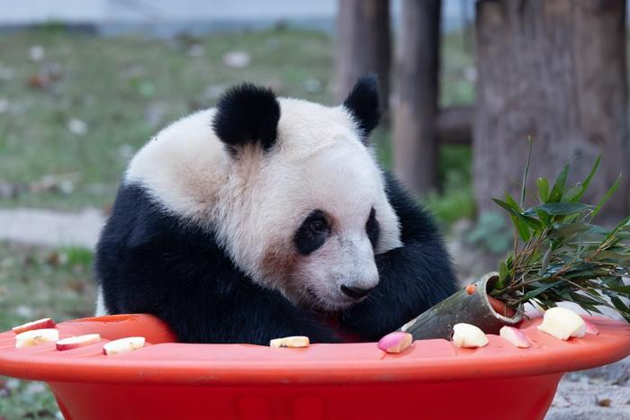 重慶：大熊貓春日萌動(dòng) 愜意十足