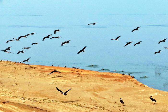 “鳥中大熊貓”黑鸛在黃河濕地覓食棲息