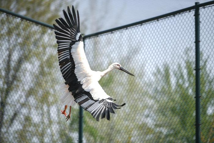 天津完成中國(guó)首例東方白鸛機(jī)械假肢安裝