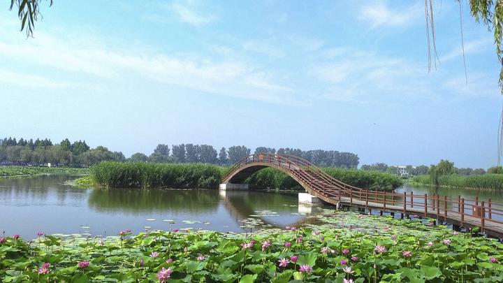 江山如此多嬌丨荷開(kāi)十里，不如泛舟白洋淀，和你……