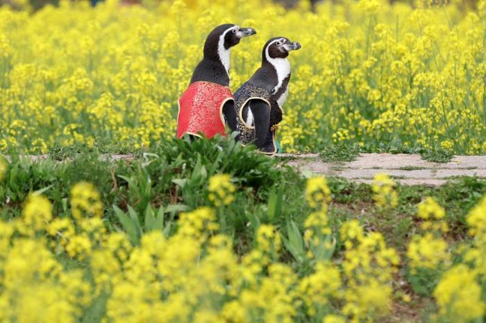 愜意！南京海底世界洪氏環(huán)企鵝戶外踏青“享”春光