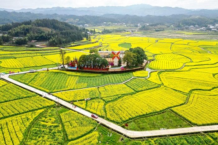 春日賞花季！湖南會同萬畝油菜花田競相綻放