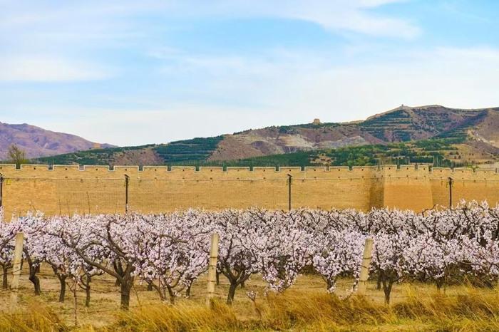 山西朔州：長(zhǎng)城腳下杏花爛漫
